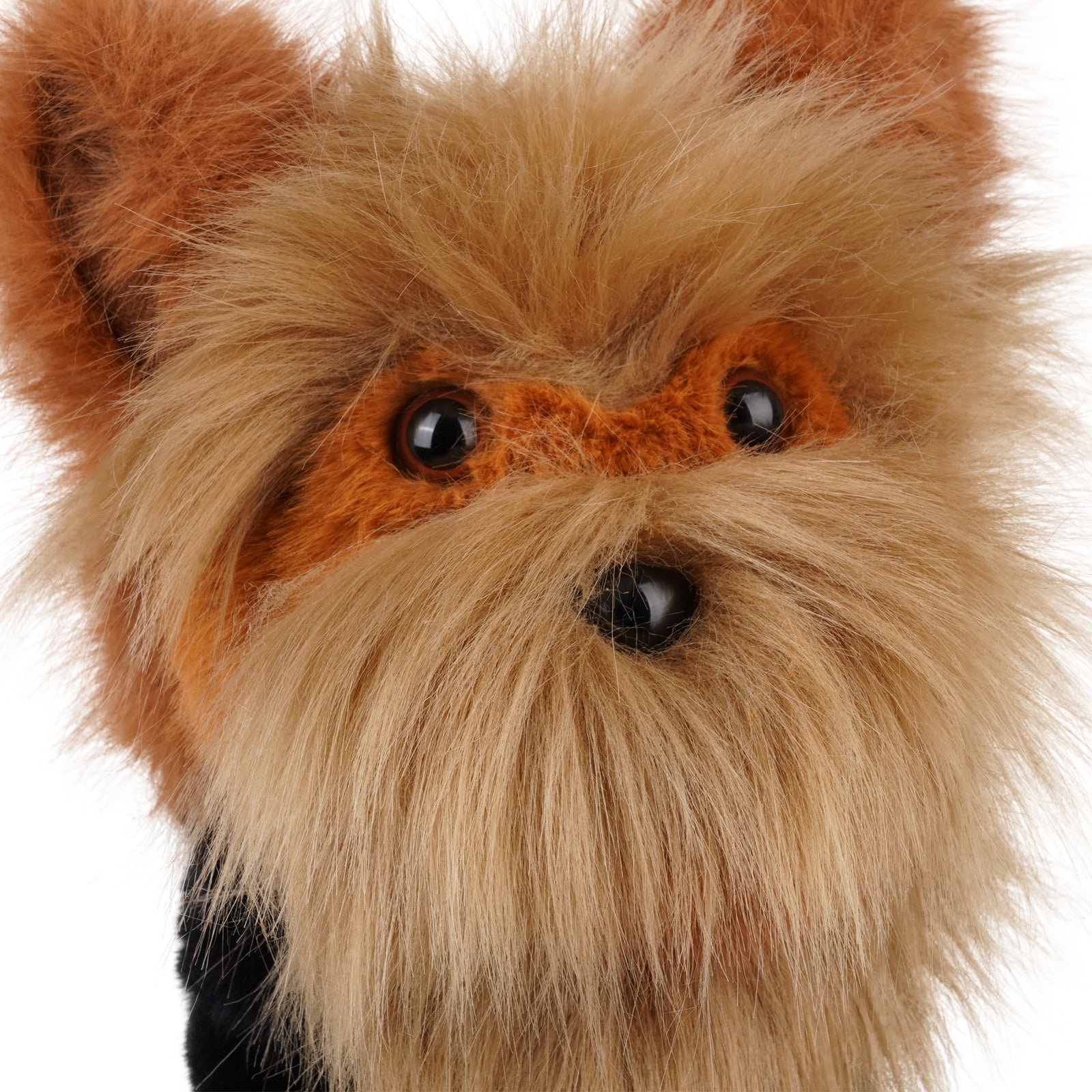Brown Yorkshire Terrier Driver